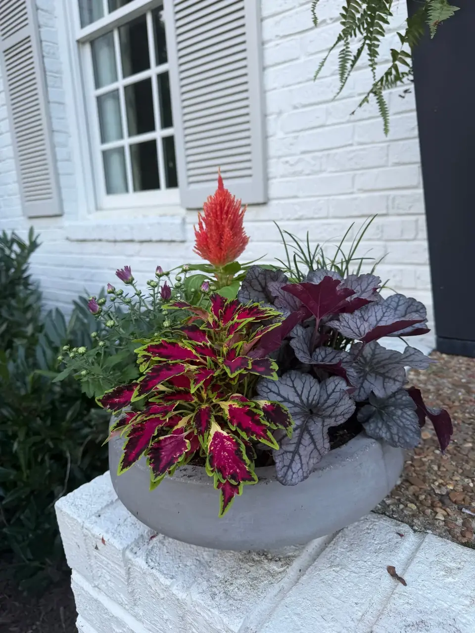 Grey bowl planter with magenta coleus, orange celosia, and silver heuchera against a white brick wall.