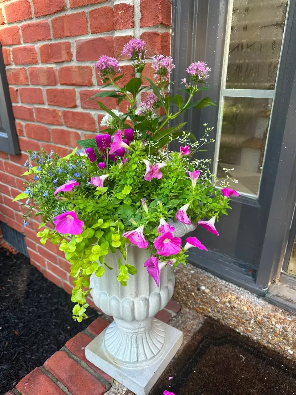 White urn planter with pink petunias, pentas, lobelia, and trailing creeping Jenny beside a grey front door.